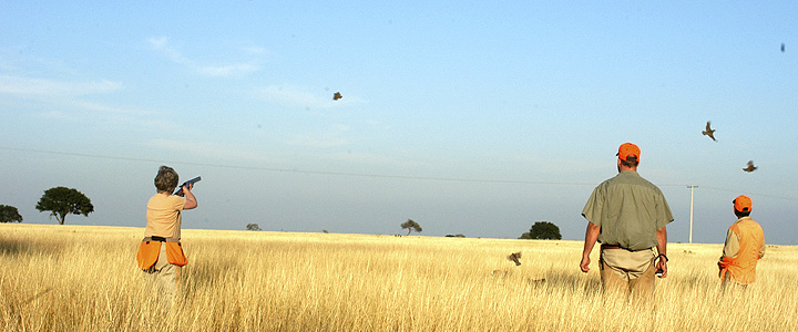 Rancho Caracol - Bobwhite Quail